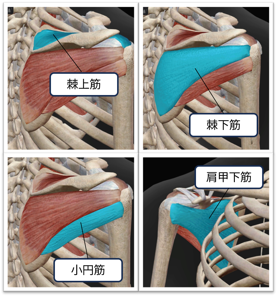 肩腱板損傷(肩腱板断裂)とは?基礎から重症度・治療法までわかりやすく解説 | リハの学び